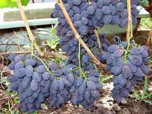 Сорт винограда «Кодрянка»