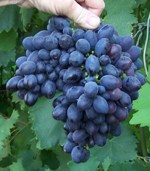 Плоды винограда Кодрянка