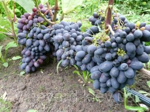 Плоды винограда Кодрянка
