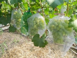 Правильное укрывание винограда