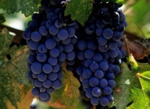 Сорт винограда Молдова
