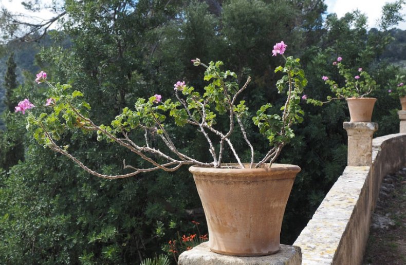 Герань (пеларгония) особенности обрезки растения для пышного цветения
