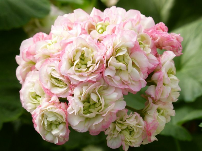 Герань (пеларгония) особенности обрезки растения для пышного цветения