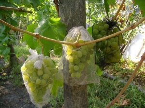Укрытие винограда