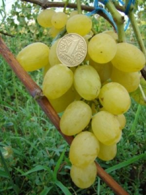 Ягоды винограда в сравнении