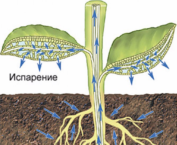 Движение воды в листьях. Транспирация веществ у растений. Движение воды в растении. Транспирация воды у растений. Схематическое продвижение веществ поглощенных корневыми волосками.
