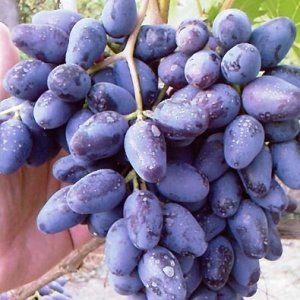 Плоды винограда Кардинал