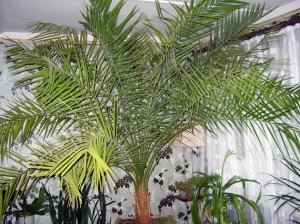 Выращивание финиковой пальмы уход в домашних условиях с удовольствием и знанием дела