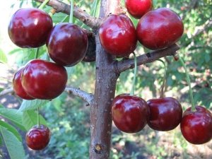 Дерево черешни с плодами