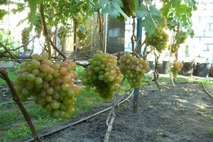Плоды винограда