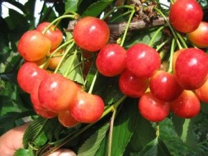 Плоды черешни «Брянская Розовая»