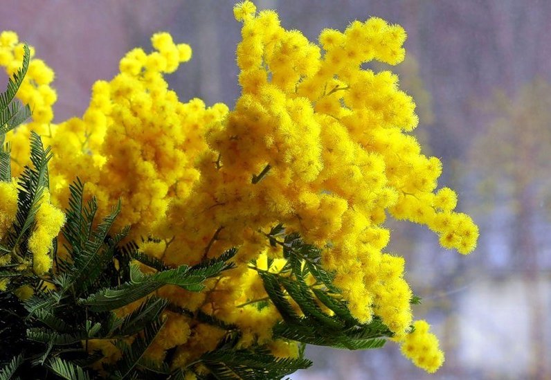 Акация - какие бывают виды - описание и фото разновидностей