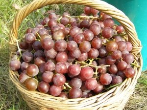 Плоды винограда Лидия