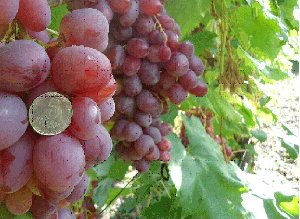Ягоды винограда Анюта в сравнении