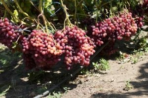сорт, виноград, анюта, винограда «Анюта», посадки винограда