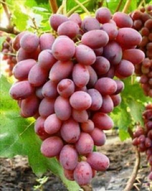 Виноград Сенсация