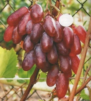 Ягоды винограда Сенсация в сравнении