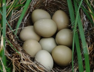 Инкубация фазанных яиц