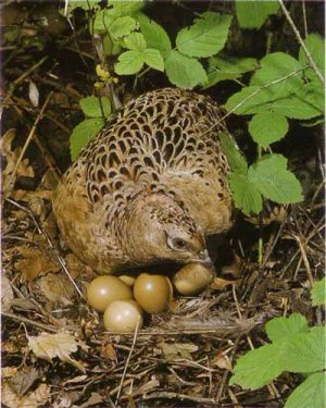 Гнездо для фазана