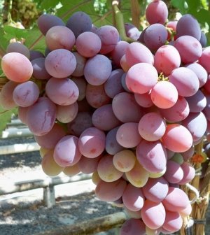 сорт, виноград, атаман, винограда «Атаман», корневой системы