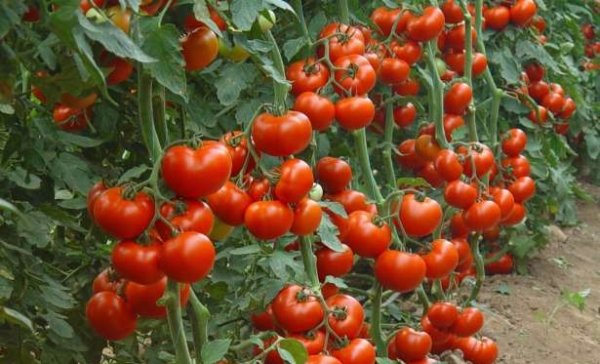 Нехватка удобрений у томатов фото