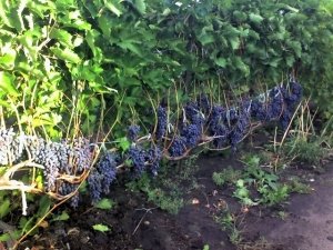 Кусты винограда