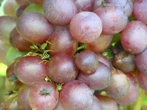 Виноград поврежденный осами