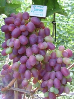 Ягоды винограда в сравнении