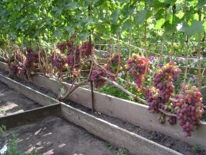 Кусты винограда Ризамат