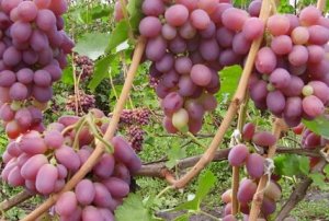 Ягоды винограда Ризамат
