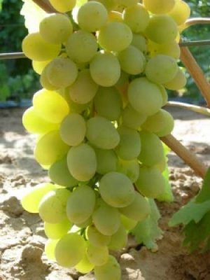 Сорт винограда «Ланселот»