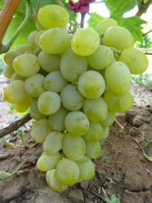 Сорт винограда «Гарольд»