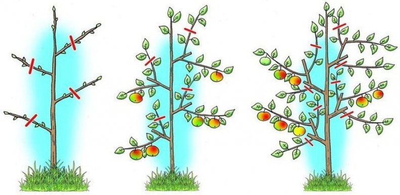 Обрезка колоновидных яблонь
