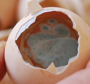 Зараженное аспергиллезом яйцо