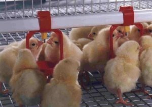 Правильная поилка для цыплят