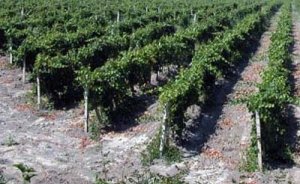 Удобрения насыщают виноград нужными веществами