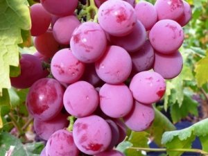 Сорт винограда «Водограй»