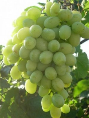 Сорт винограда «Благовест»