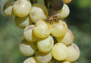 Нужно защищать виноград от ос