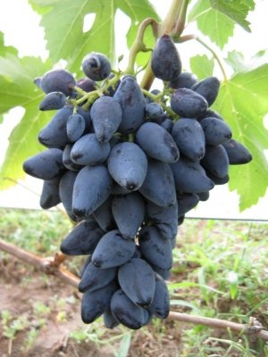 Сорт винограда «Викинг»