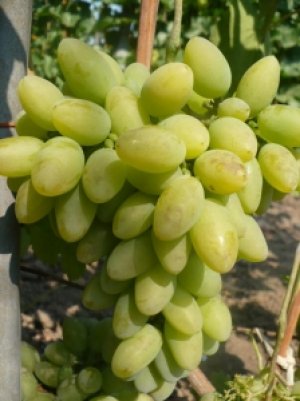 Сорт винограда «Тимур»