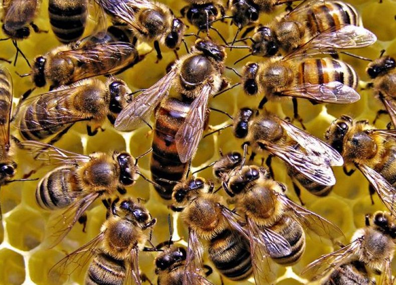 Матка с рабочими пчелами