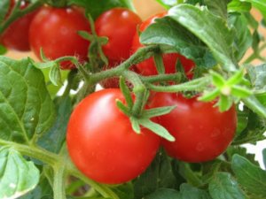 Метод Терехиных по выращиванию томатов, жесткая пикировка, видео