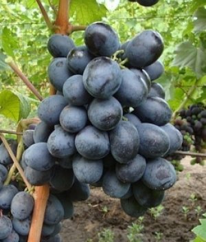 Сорт винограда «Руслан»