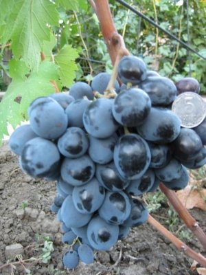 Виноград очень вкусны, а гроздья большие