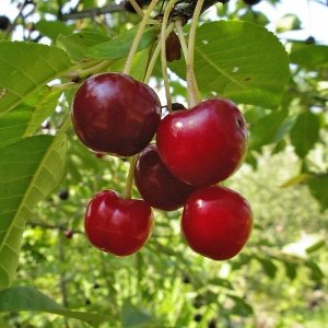 Сорт вишни «Владимирская»