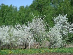 Куст вишни «Владимирская»