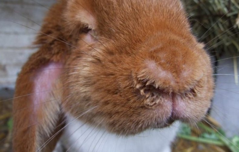 Выделения из носа у кролика