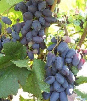 Гибридная форма винограда Павловского «Байконур»