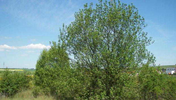 Ива белая плакучая Ива белая плакучая